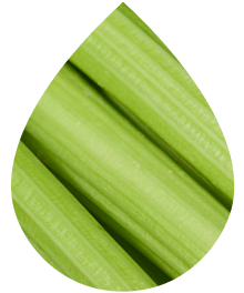 Crisp Celery