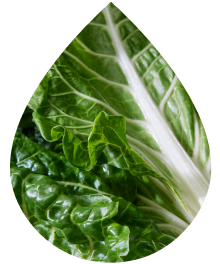 Green Chard