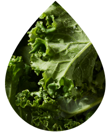 Rich Kale