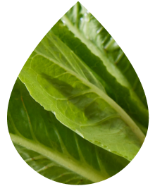 Collard & Lettuce